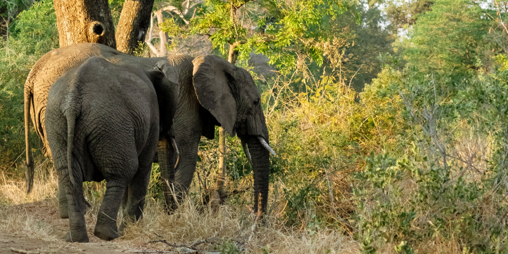 Four reasons why the environment needs elephants | GVI | GVI