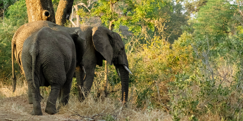 The elephants graze on the grass. 