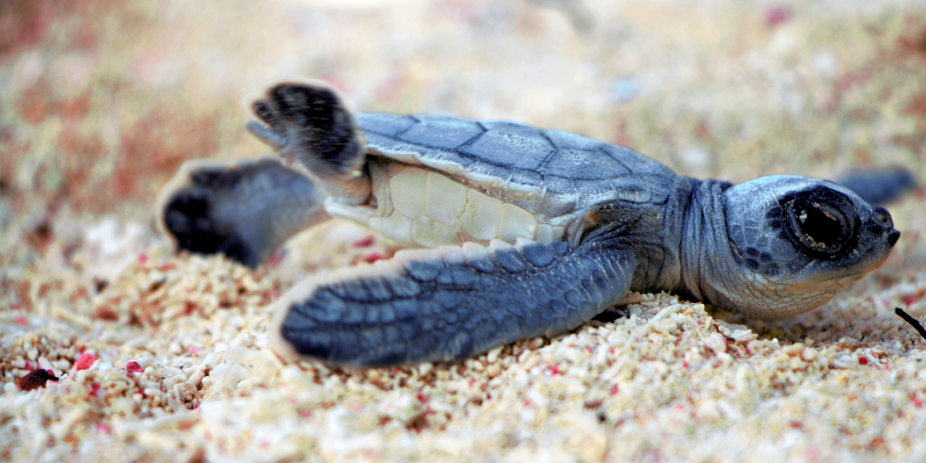 A hatchling lays in the sea sand. 