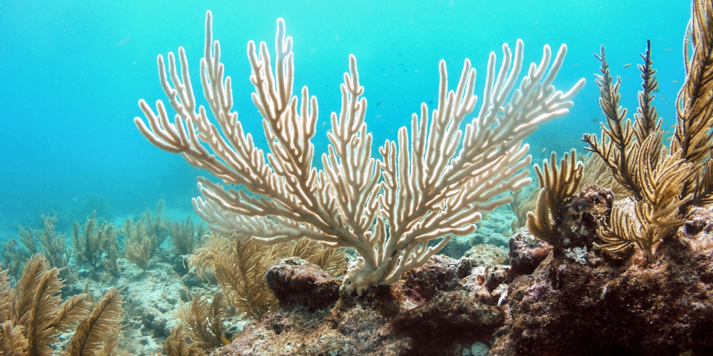 A bleached coral reef. 