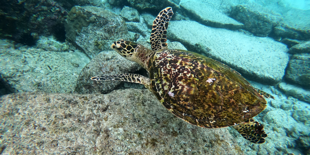 A turtle swims in the ocean. 