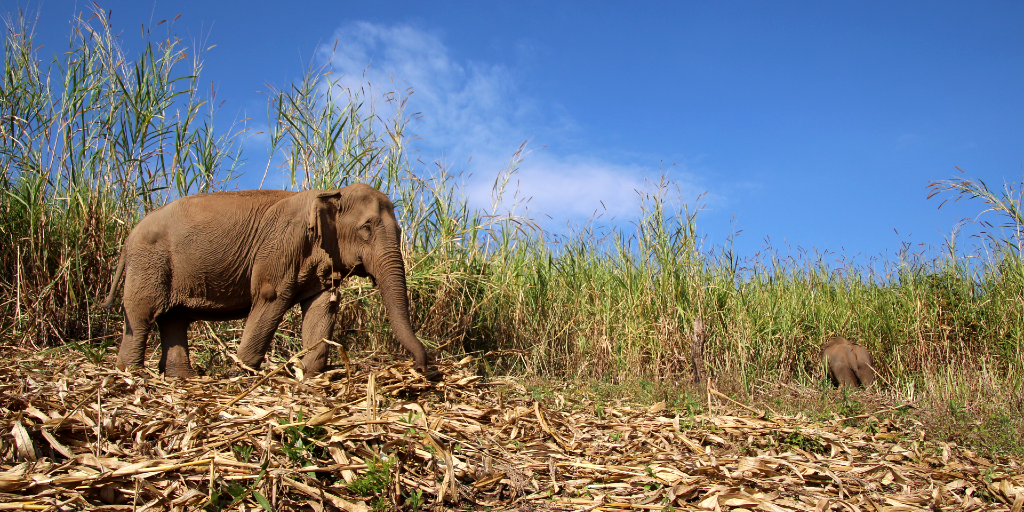  El elefante camina por la hierba. 