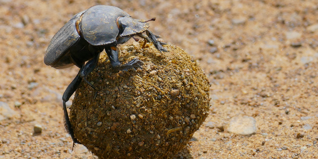  Un escarabajo de estiércol que utiliza estiércol de elefante como fuente importante de alimento. 