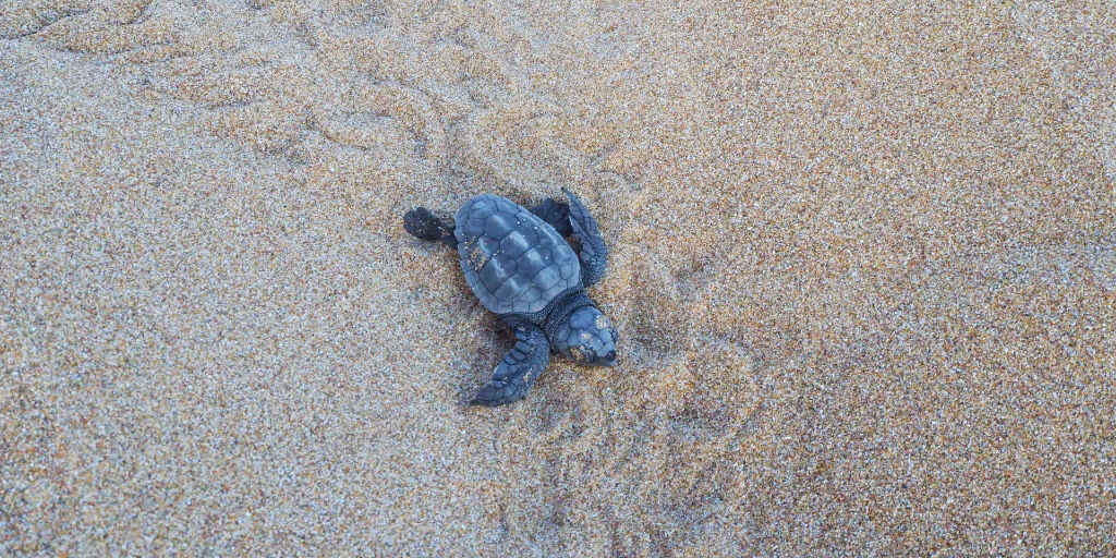 A hatchling making its way back to sea. 