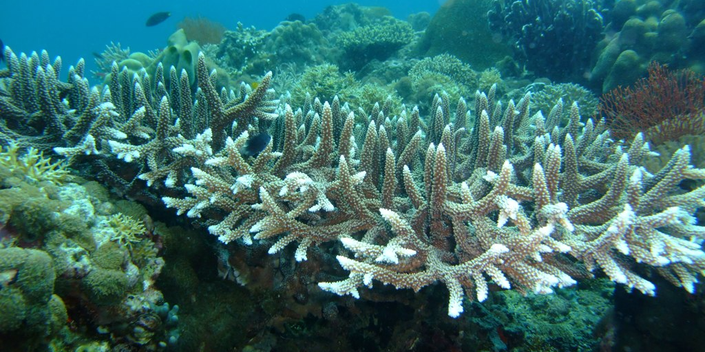 A bleached coral reef. 