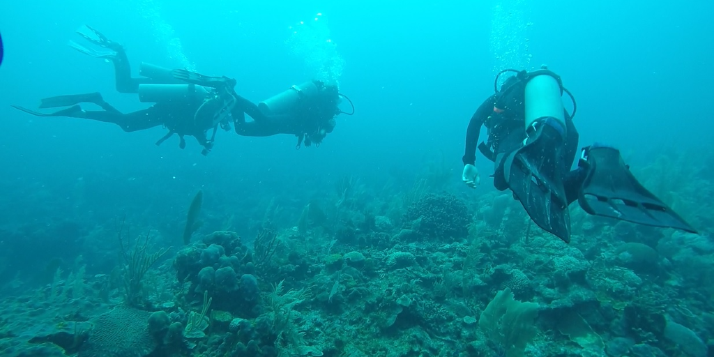 GVI volunteers are assessing the oceans coral reefs. 