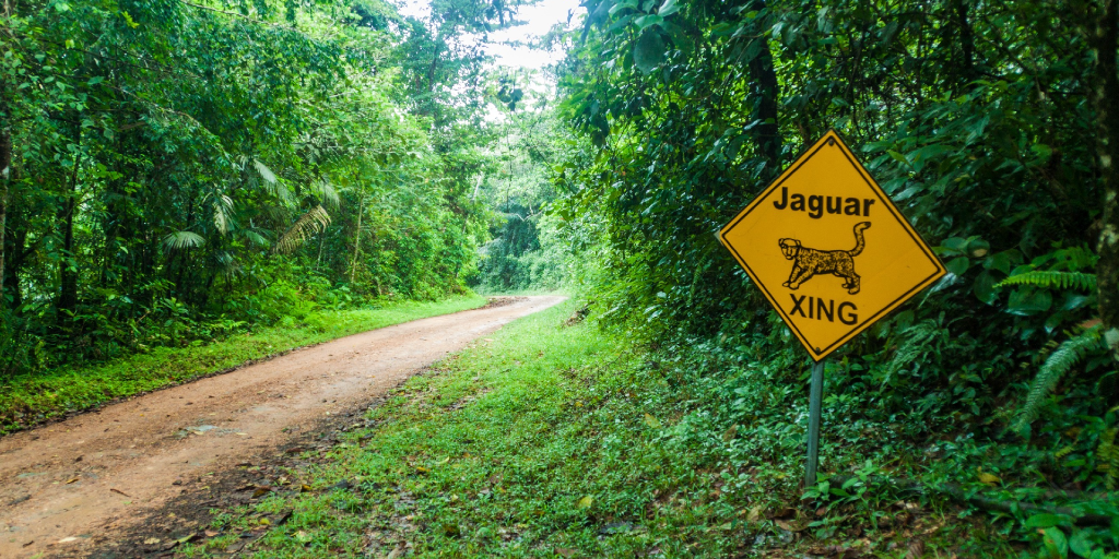 A path in the Cockscomb Basin Wildlife Sanctuary and Jaguar Preserve in Belize. 