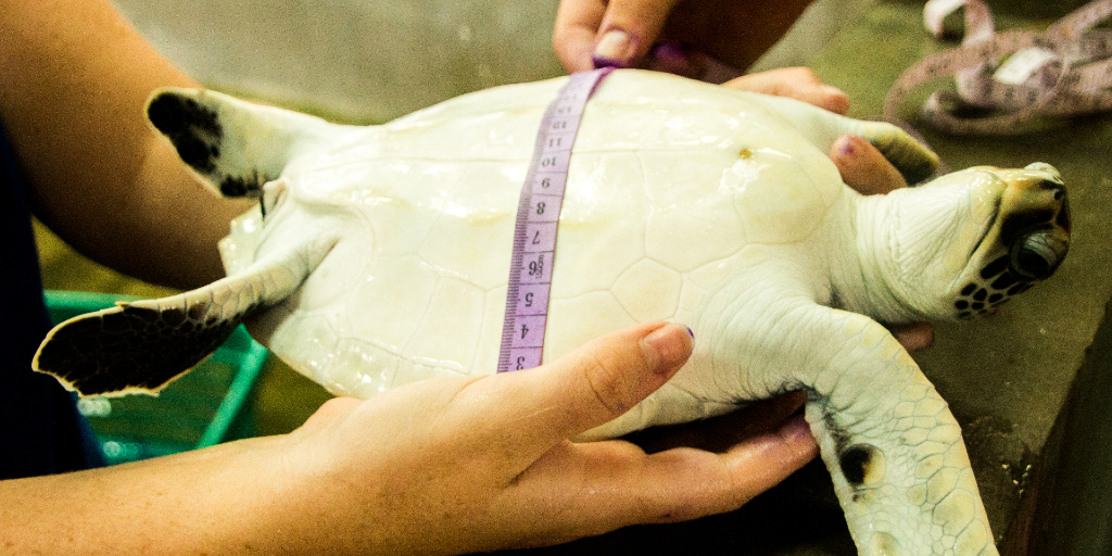 GVI volunteers measure the inner part of the turtle's shell. 