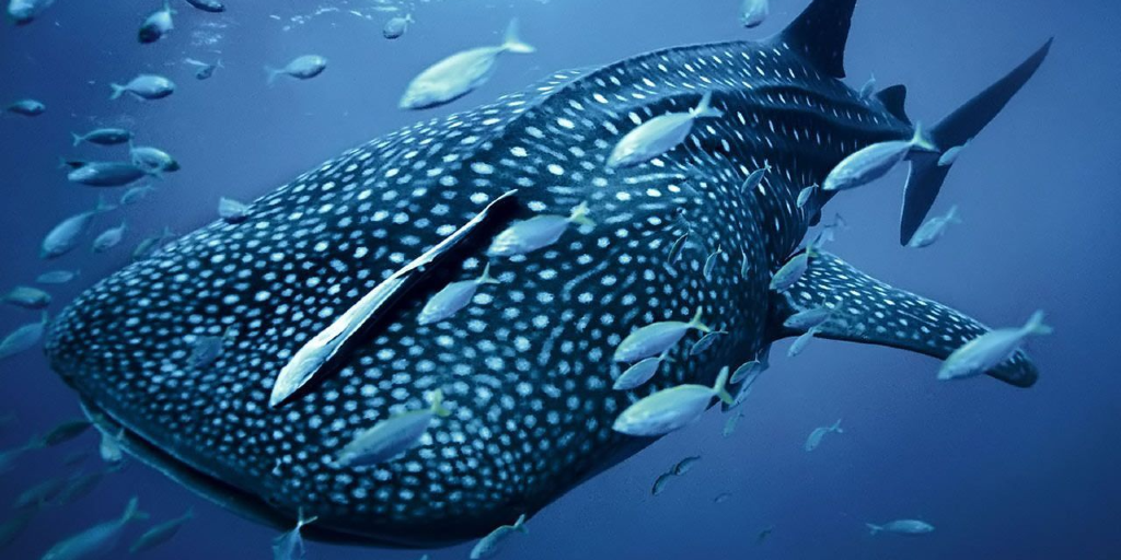 A whale shark swims in the ocean. 