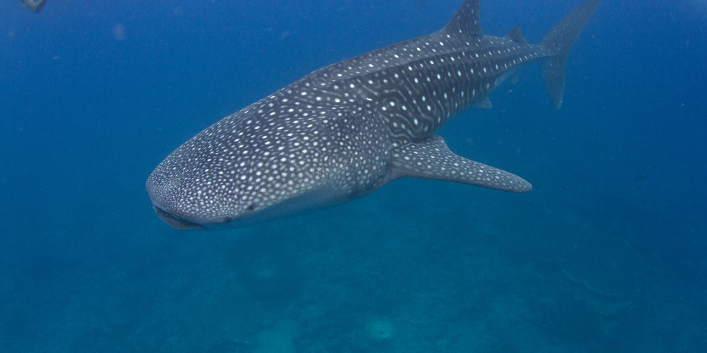 Whale sharks are plankton patrollers. 
