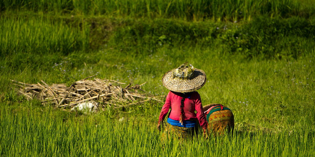 Ladies are busy in a grass field. 