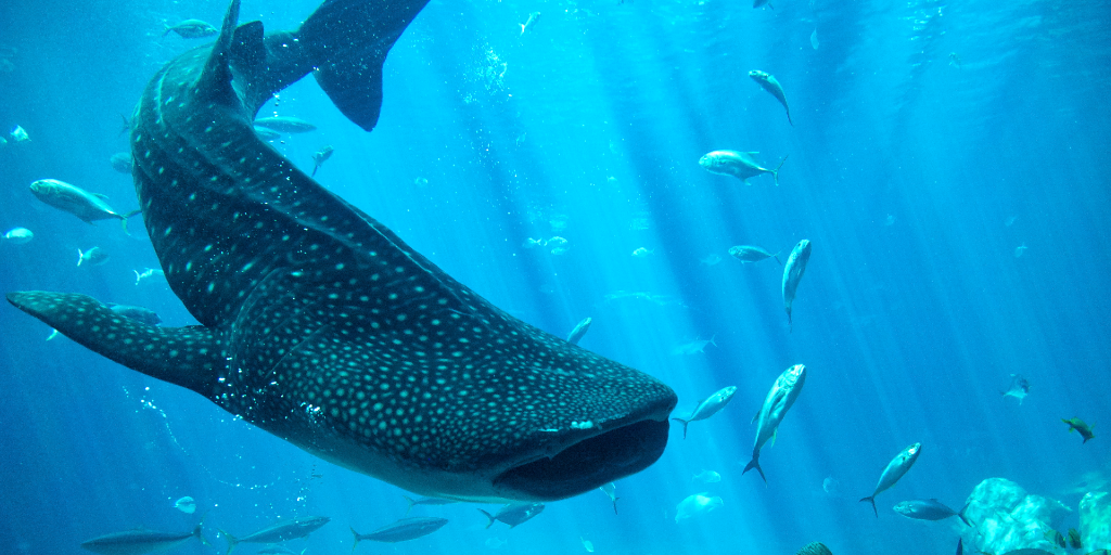 The conservation of whale sharks is important. 