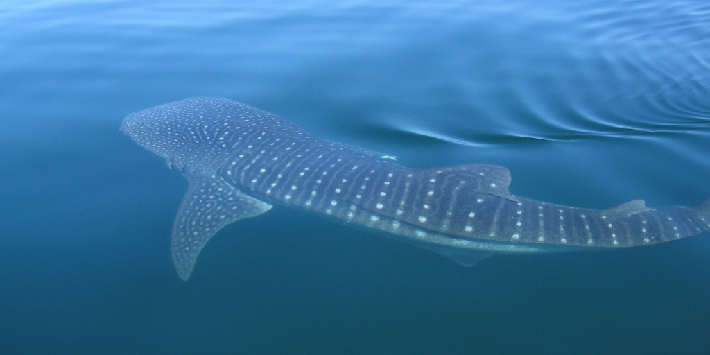 Scientists believe some whale sharks could live up to 100 years old. 