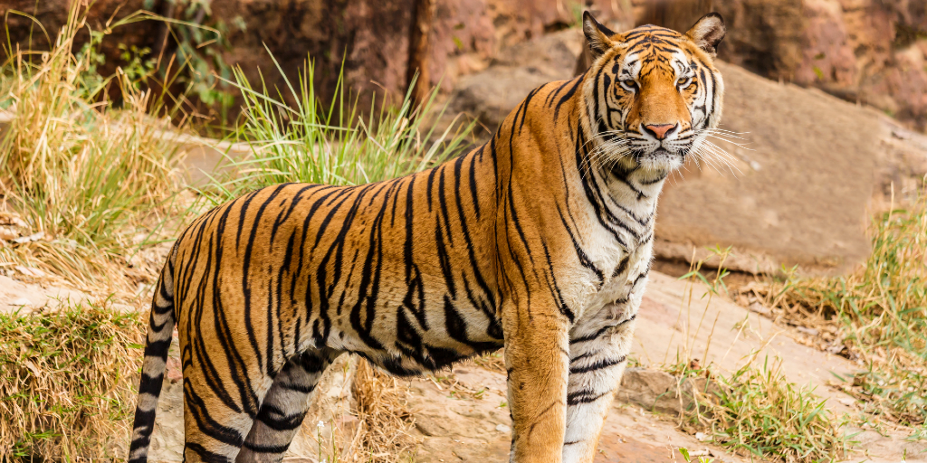 A Bengal tiger. 