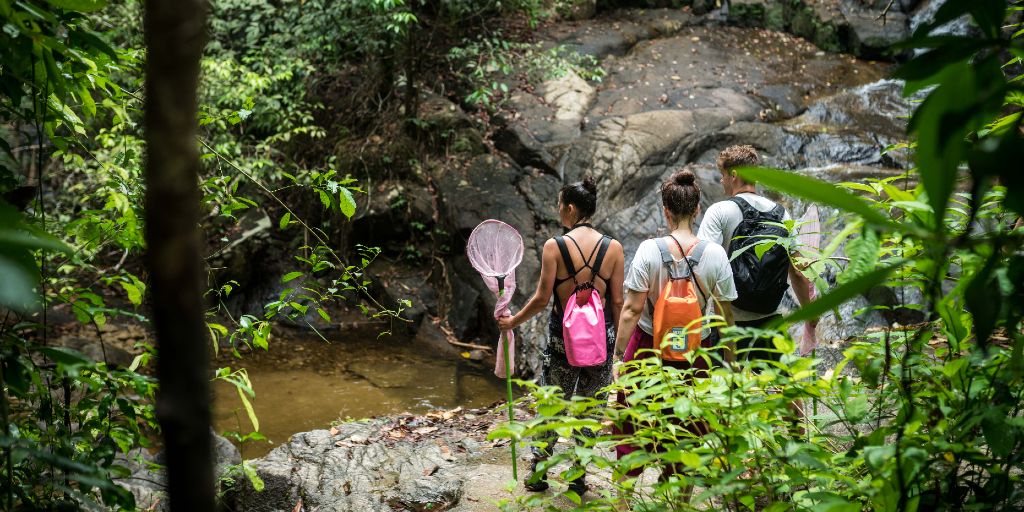 GVI volunteers can participate in wildlife conservation programs in rainforests. 