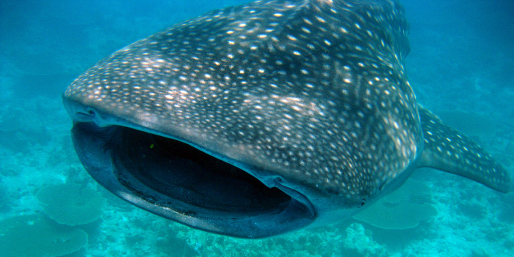 Whale sharks are the biggest shark species. 