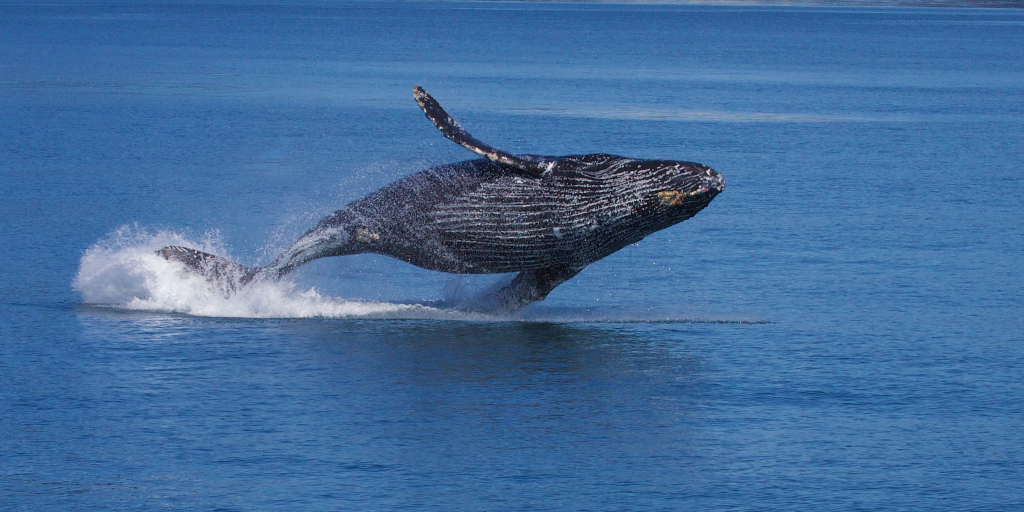 A breaching humpback whale. 