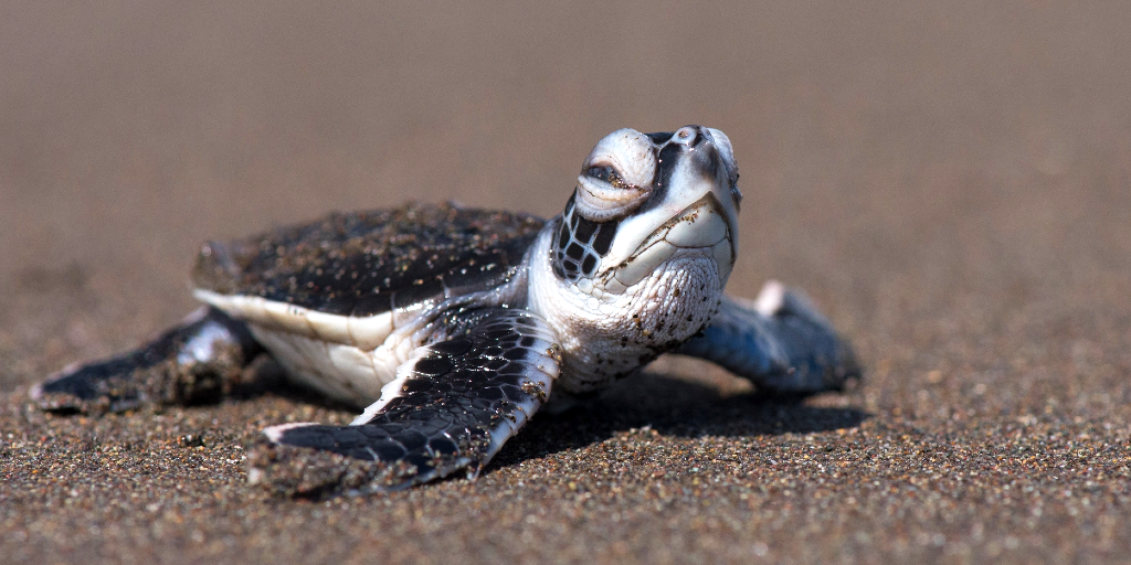 A baby green sea turtle. 