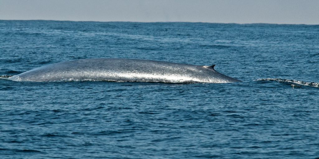 Blue whales are the largest animals to have ever lived. 