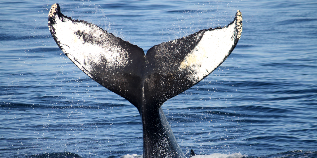 There are two types of whales, the baleen whale and the toothed whale. 