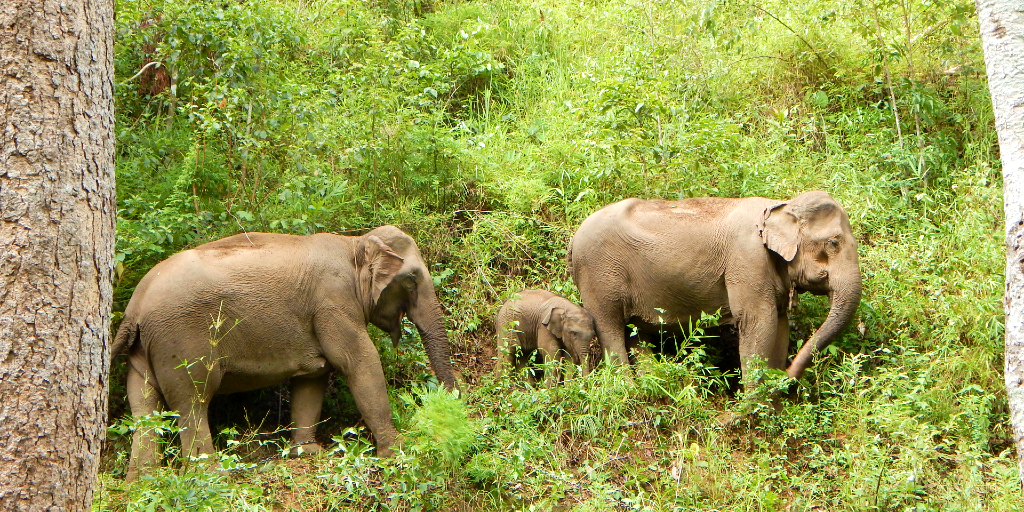 Volunteer with Asian elephants in Thailand. 
