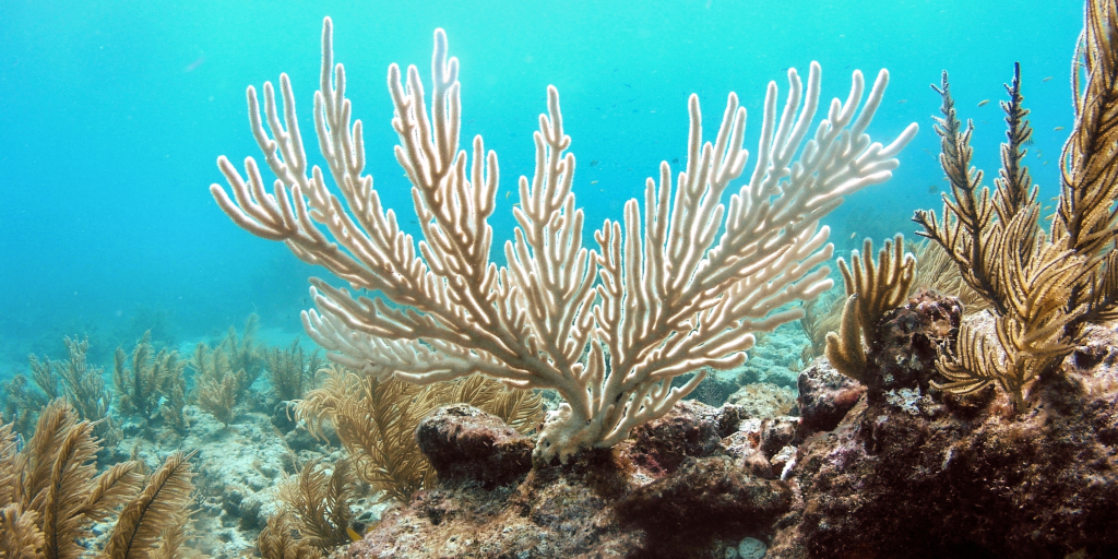 There has been an increase in coral bleaching due to global warming. 
