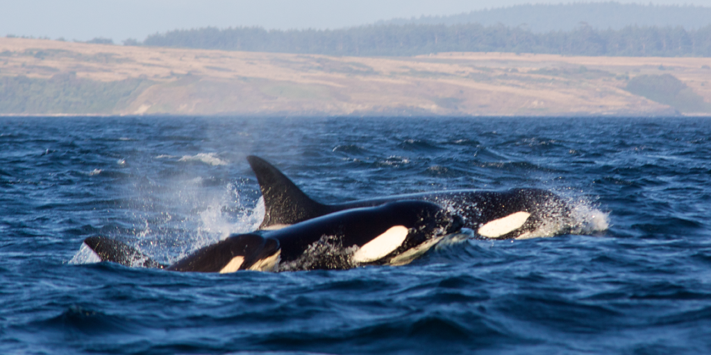 A group of whales are called pods. 