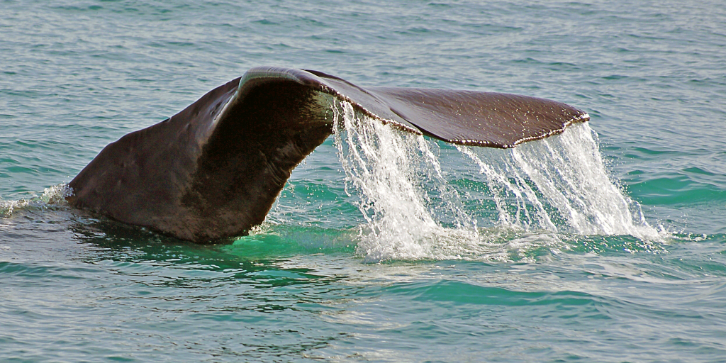 The sperm whale has the largest brain. 