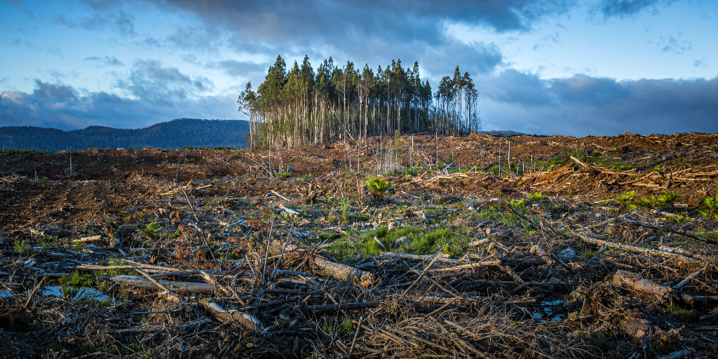 Many trees are being lost due to climate change. 