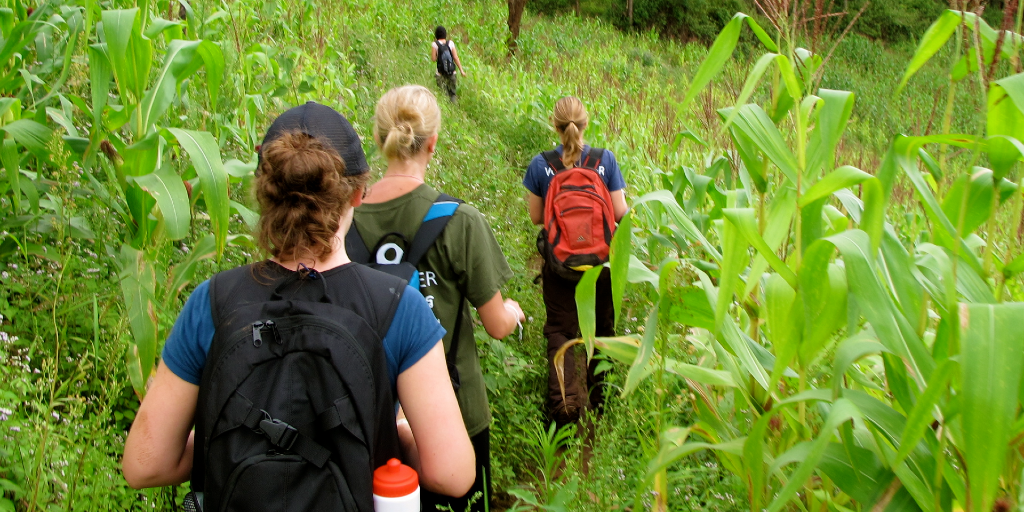 GVI volunteers walk through the fields in India. 