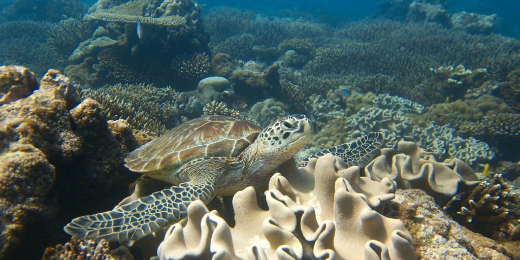 A turtle swims in the coral reefs, which are being destroyed. 