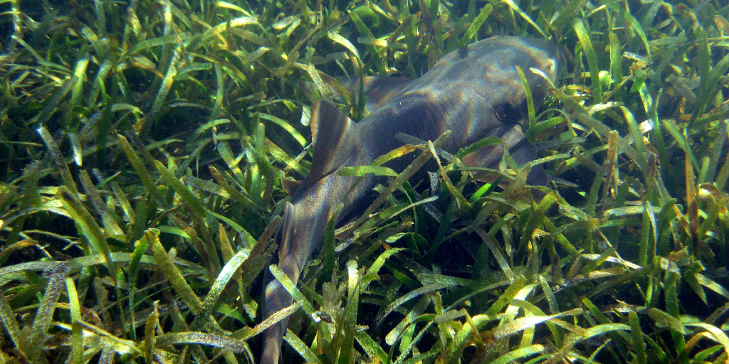 A fish swimming through sea grass. 