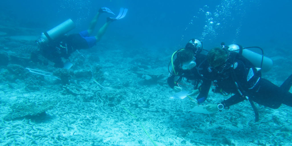 Volunteer in Tenerife on a marine conservation program. 