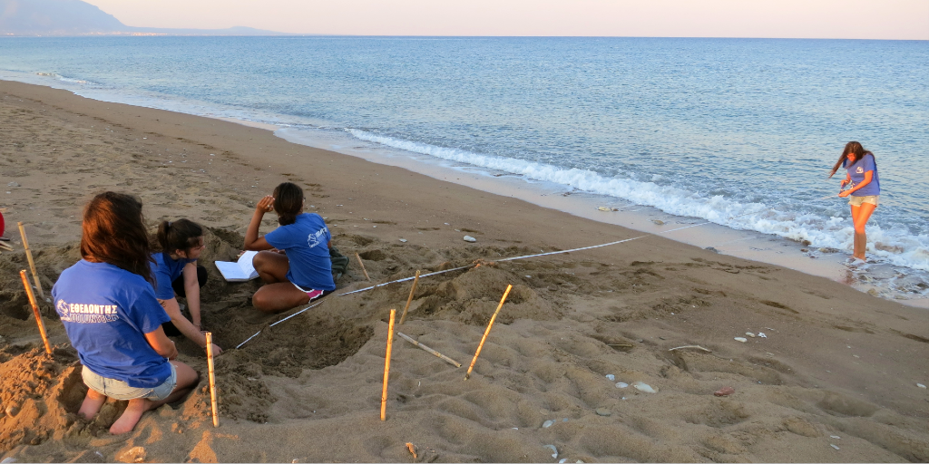 Volunteer in Greece and contribute to sea turtle conservation. 
