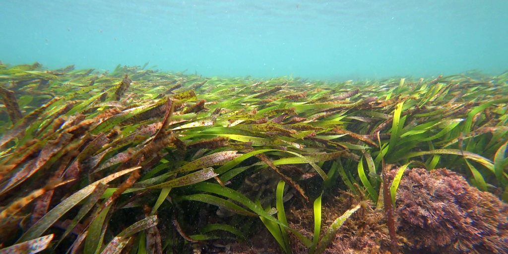 Sea grass is very important. 