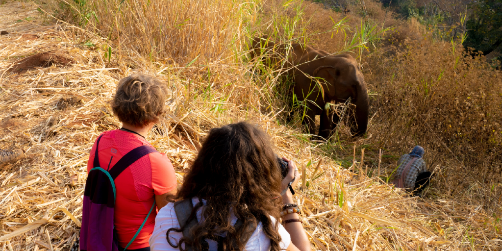 Volunteer with elephants in Thailand with your family. 