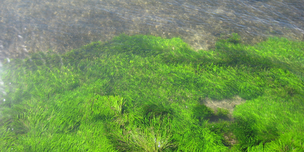 Seagrass in the ocean. 