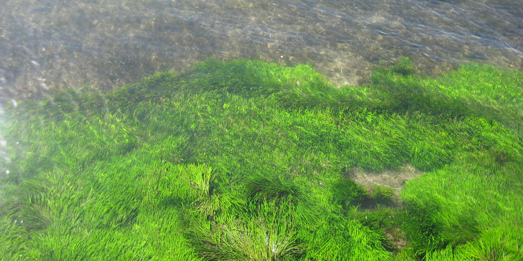 The importance of seagrass: Why we should conserve this marine habitat
