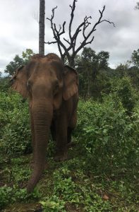 Elephant in Chiang Mai