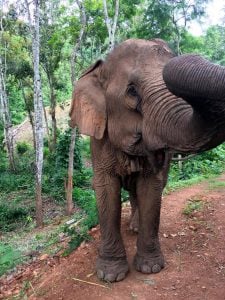 Elephant in Chiang Mai